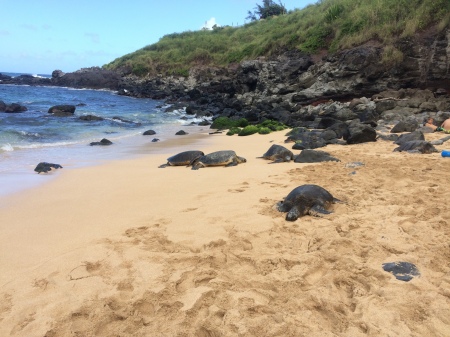 Sea turtles in maui