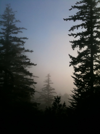 Redwoods in the hills above the Bay Area