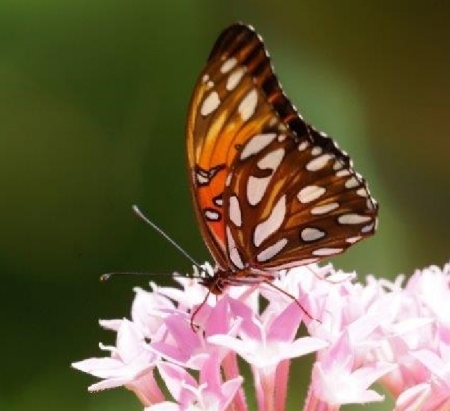 Lilikoi Fritillary Butterfly