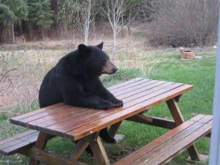 ALASKA BACK YARD