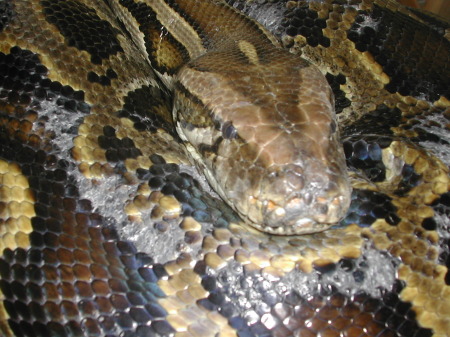 Jake my snake