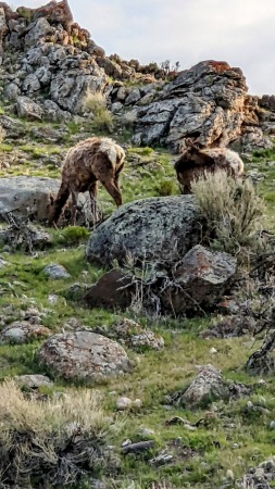 Critters where I was staying near Yellowstone