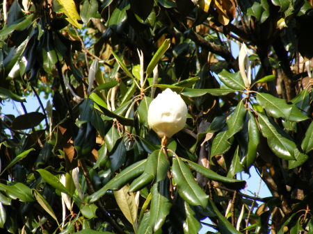 Magnolia on my tree