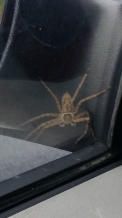 Spider in Hawaii 