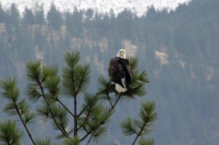 Eagles along the Columbia River