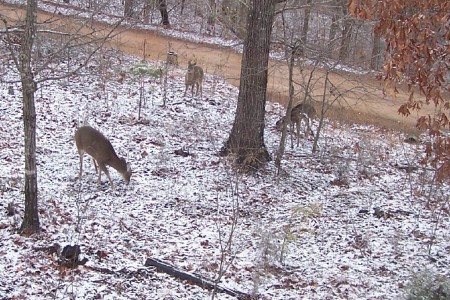 Lots of Deer stop by for Acorns. Out my office