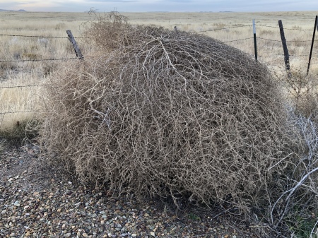 Monster tumbleweed.