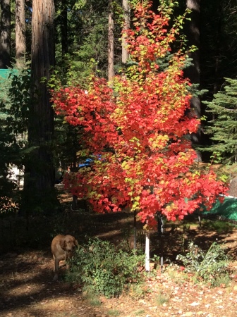 Fall in the mountains, Southern Cascades near Lassen Park.