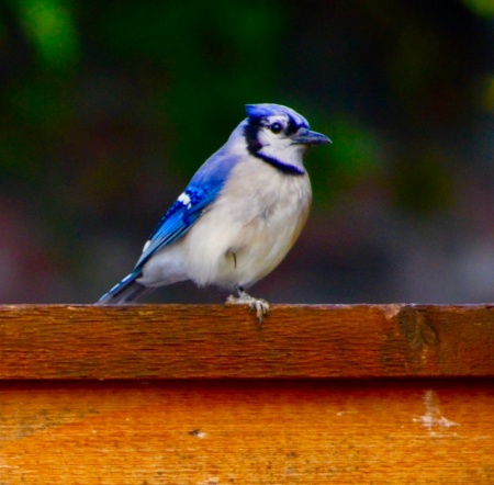 Blue Bird on Fence