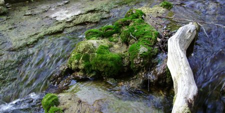 tream moss and cypress