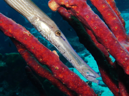 Trumpetfish and rope sponge