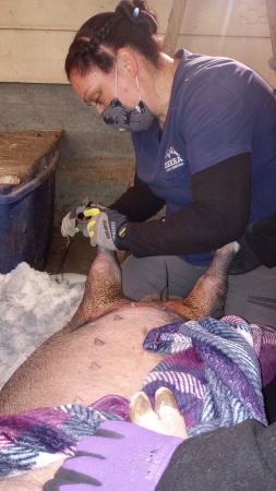 My piggy jig getting her hooves done 