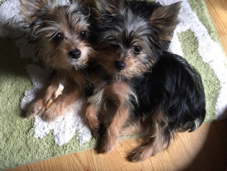 Our new twin Morkie pups Sasha and Jamie