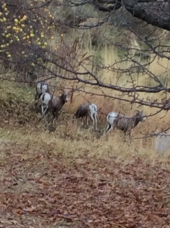 Big horn sheep in the side yard chowing down