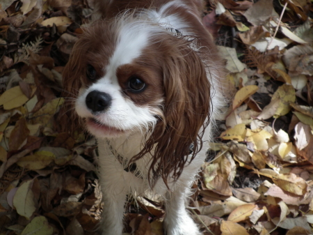 joey on Thanksgiving Day walk