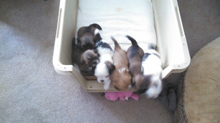 Six little Lahsa pups 