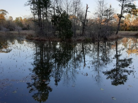 Houston Arboretum