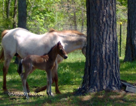 our new foal