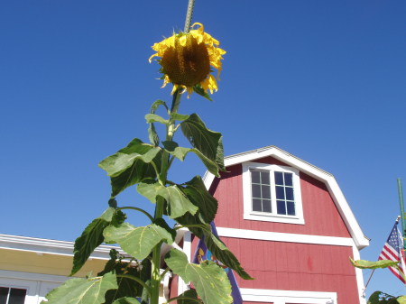My Handsome Giant Sunflower !
