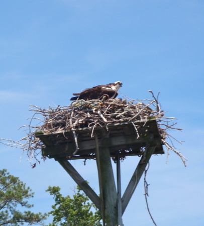 Carman Lapointe's album, Kayaking on Currituck Sound