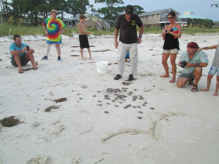 William Wargo's album, Alligator Point Sea Turtle Patrol 