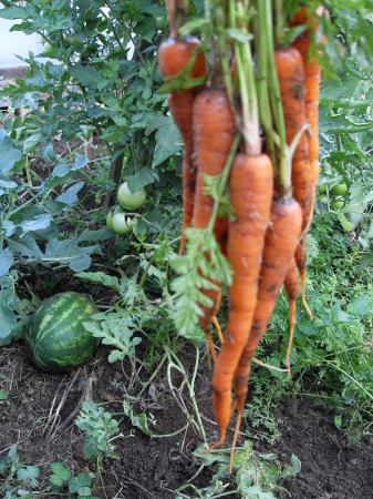 Producing veggies in Grn. house