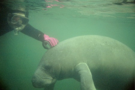 snorkle with manatees