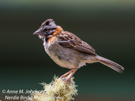 Anne Johnson's album, Costa Rica