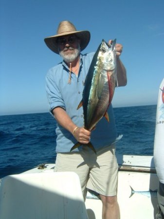 fresh Yellowfin Tuna
