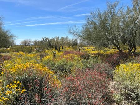 Desert bloom near Taliesin West