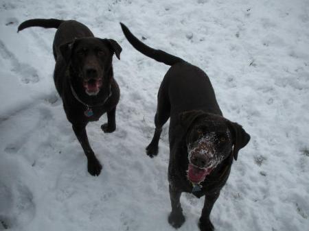 My snow dogs! Lucy and Bella