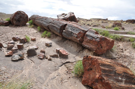 Petrified Tree