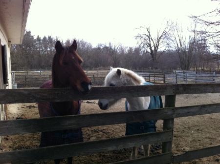 Therapy Ponies Frick and Frack