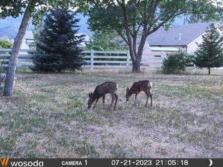 This year’s fawns
