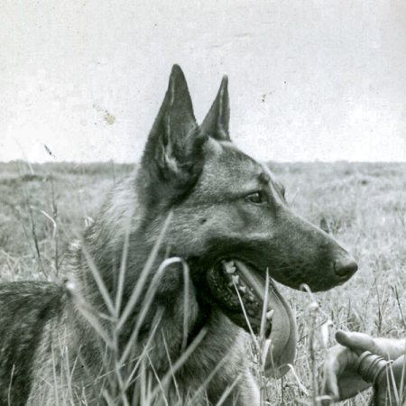 USMC K-9 War dog/ Sentry dog