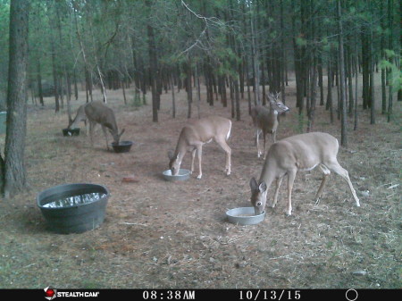 Wayne Blackburn's album, Wildlife at House