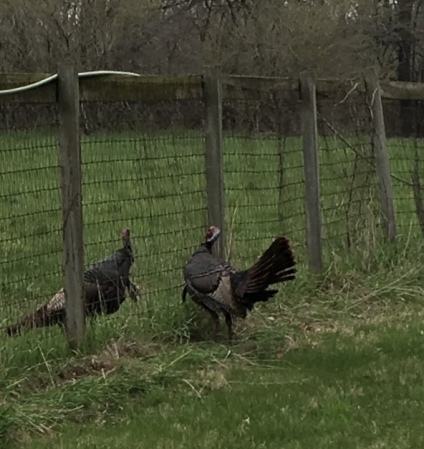 Turkey’s at Lockwood Park ‘2020 Spring 