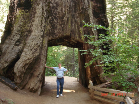 Under a Sequoia in Tuolumne Grove