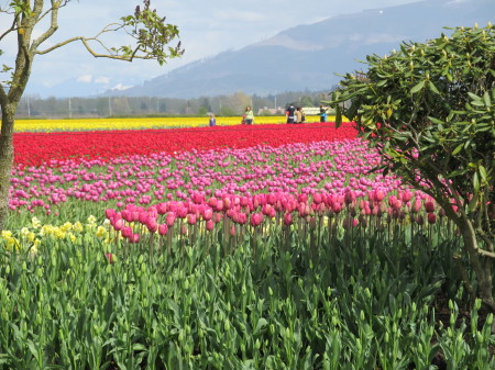 Tulip Farm in Washington