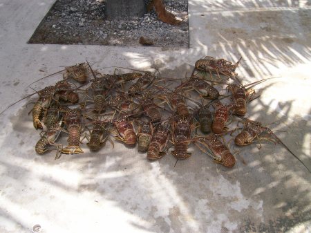 A limit of Florida Lobsters