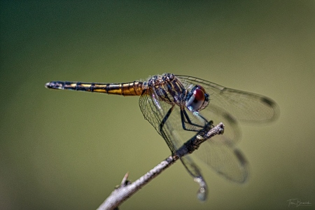 Dragonfly posing
