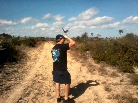 Friendly Scrub Jay at Merritt Island Wildlife 