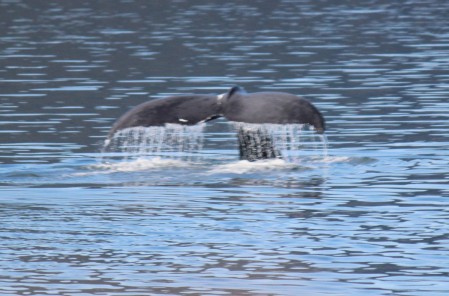 Hump Back whale 2019 Alaska cruise