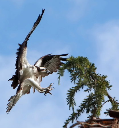 Osprey