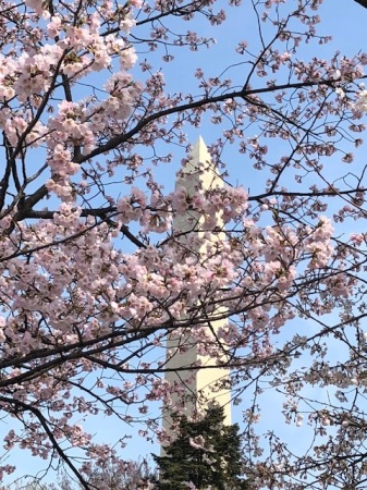 Cherry Blossoms in DC