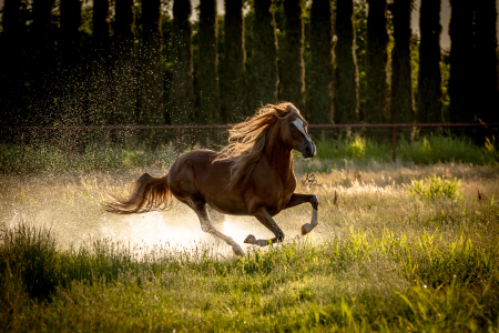 Mike Powers' album, My New Stallion - JAP Constantino