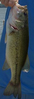 My bass again....22 inch