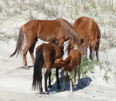 Wild Horses in North Beach area of N. Carolina
