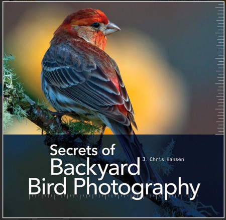 Chris Hansen's album, My New Book Secrest of Backyard bird Photograph