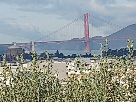 Golden gate Bridge 